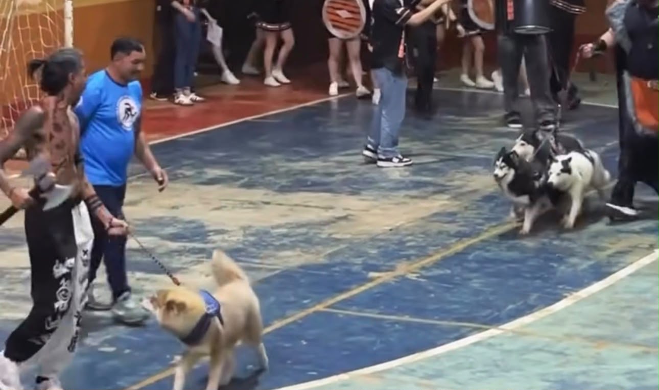 Repercussão de vídeo com cães assustados em abertura de jogos universitários gera debate sobre bem-estar animal; diretoria e tutor pedem desculpas e esclarecem o ocorrido