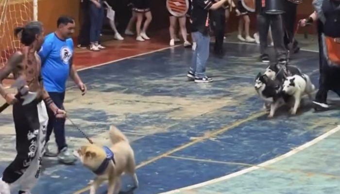 Repercussão de vídeo com cães assustados em abertura de jogos universitários gera debate sobre bem-estar animal; diretoria e tutor pedem desculpas e esclarecem o ocorrido